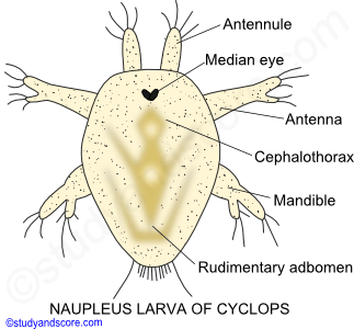 Crustaceae larvae, Nauplius larva, Metanauplius larva, Cypris larva, Protozoaea larva, Zoaea larva, Mysis larva, Megalopa larva, Phyllosoma larva, Alima larva